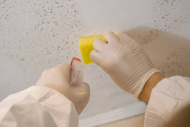 Best Post-Construction Mold Inspection  in Tucson, AZ