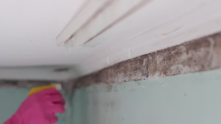 Best Black Mold Removal  in Tucson, AZ
